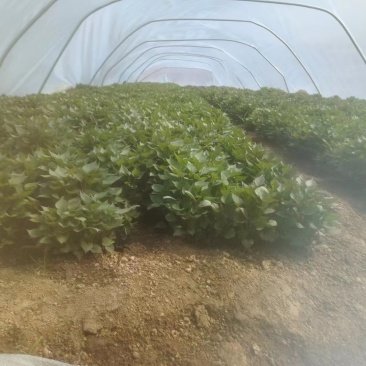 精品西瓜红红薯苗基地直发品质保证量大从优欢迎联系