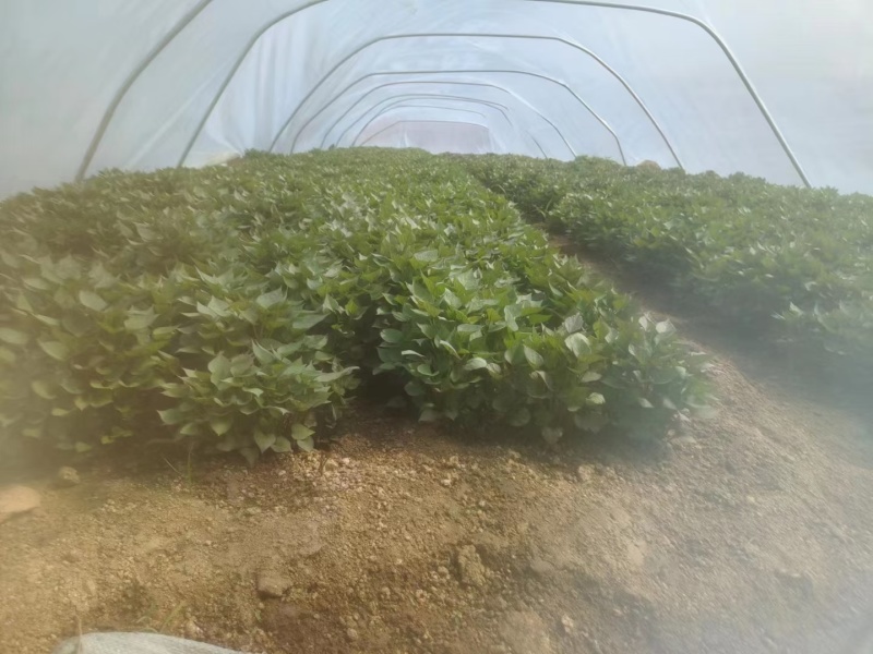 精品西瓜红红薯苗基地直发品质保证量大从优欢迎联系