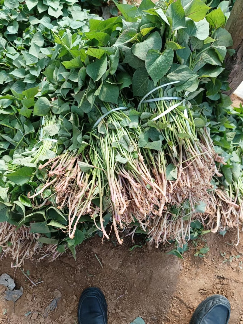 精品西瓜红红薯苗基地直发品质保证量大从优欢迎联系