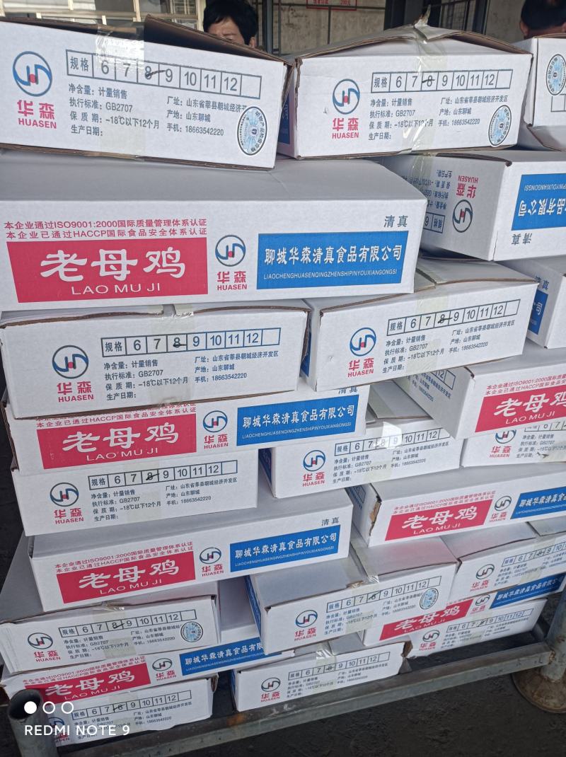老母鸡白条