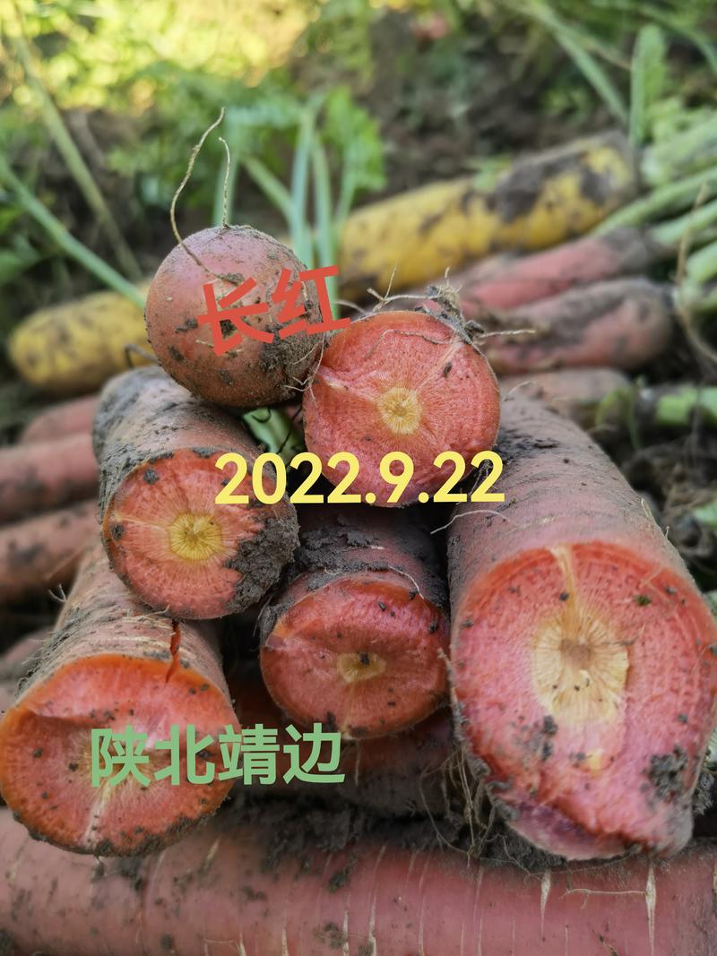 【实力供货】陕西水果萝卜精品红萝卜大荔秤杆红萝卜量大欢迎咨询