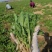 基地直供，现挖蒲公英嫩菜，下单现挖新鲜直达