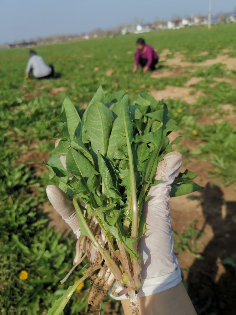 基地直供，现挖蒲公英嫩菜，下单现挖新鲜直达