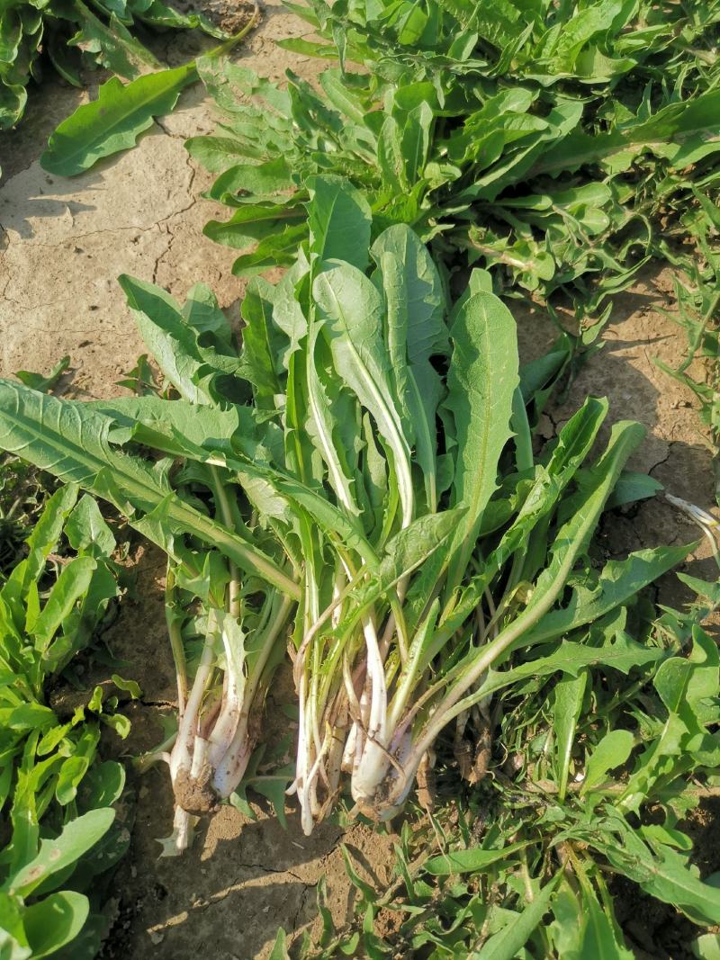 基地直供，现挖蒲公英嫩菜，下单现挖新鲜直达