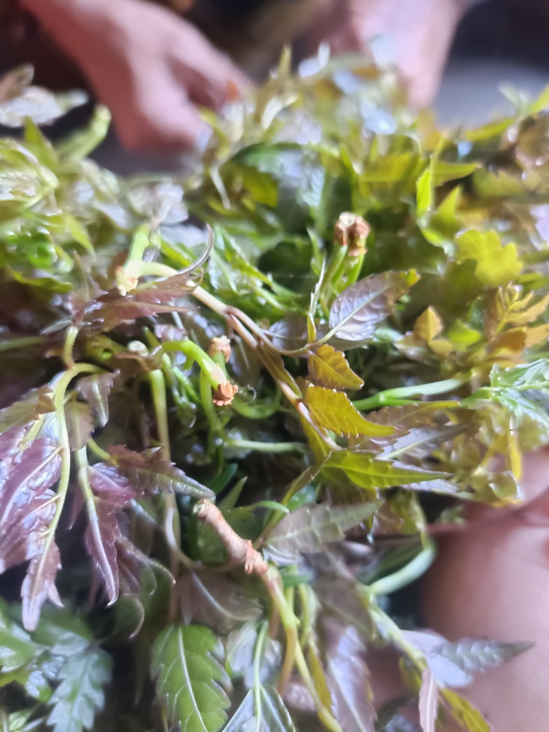25年新鲜采摘的野生藤茶嫩芽尖原生态农家自制