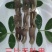 三片牛肚串，烤串，涮串的必备