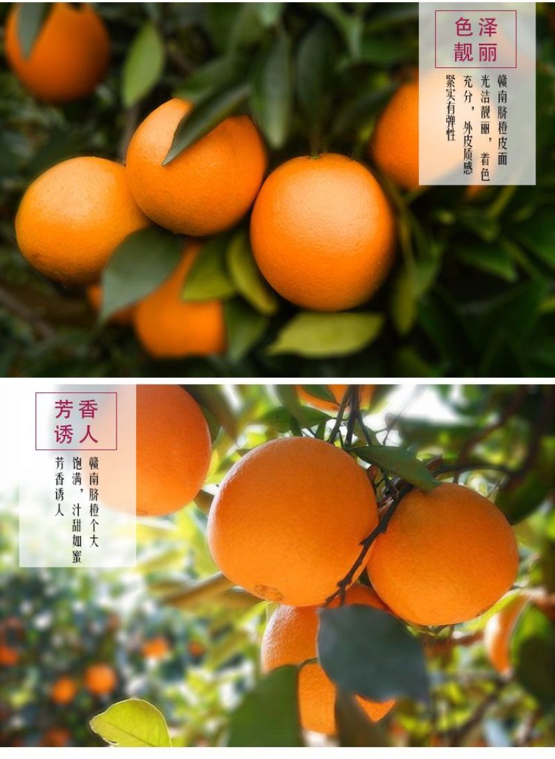 中华红血橙秭归新鲜橙子一件代发整车批发产地直发