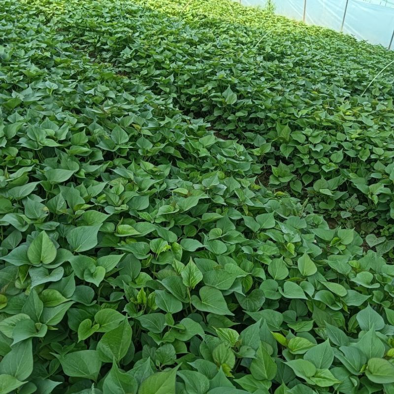 河北红薯苗品质保证产地直发可视频看货欢迎咨询