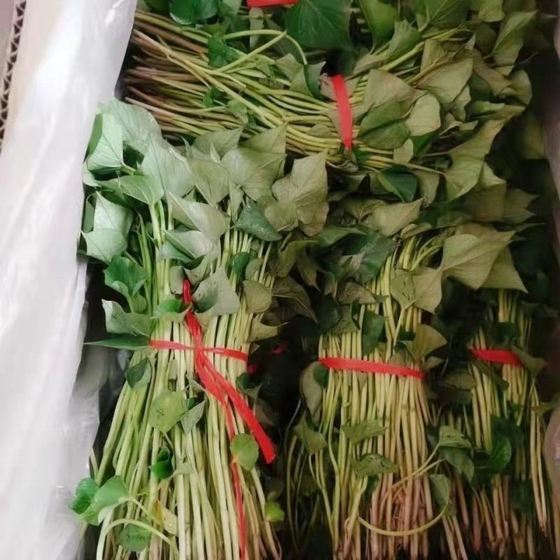 河北红薯苗品质保证产地直发可视频看货欢迎咨询