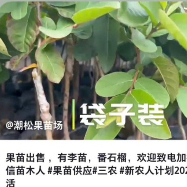 出售番石榴果苗，白珍珠品种，四五千袋，期待与您合作