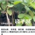出售番石榴果苗，白珍珠品种，四五千袋，期待与您合作