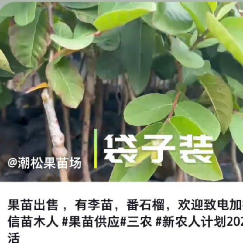 出售番石榴果苗，白珍珠品种，四五千袋，期待与您合作