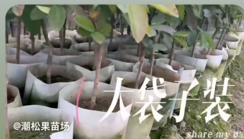 出售番石榴果苗，白珍珠品种，四五千袋，期待与您合作