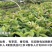 出售番石榴果苗，白珍珠品种，四五千袋，期待与您合作