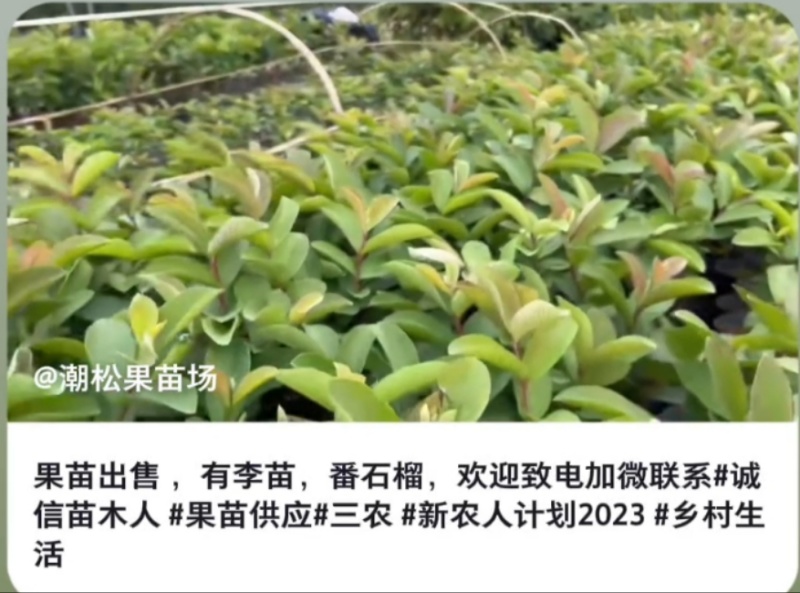 出售番石榴果苗，白珍珠品种，四五千袋，期待与您合作