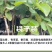 出售番石榴果苗，白珍珠品种，四五千袋，期待与您合作