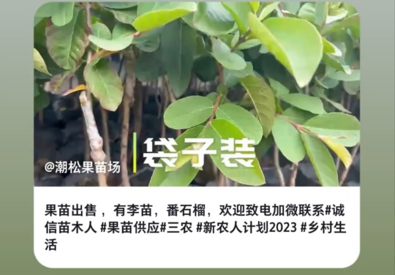 出售番石榴果苗，白珍珠品种，四五千袋，期待与您合作