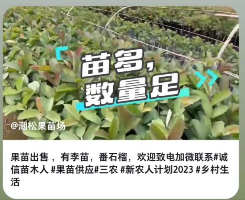 出售番石榴果苗，白珍珠品种，四五千袋，期待与您合作
