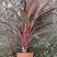 红叶朱蕉高度25-60厘米冠幅15-50厘米，基地直发