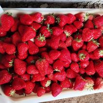 北京采摘草莓