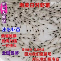 南美白对虾虾苗淡水虾苗一代快大虾苗养殖场直供技术指导