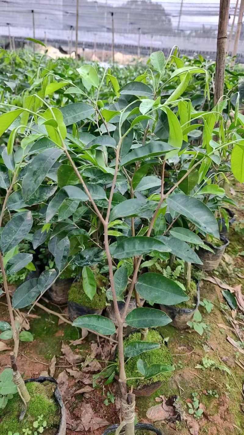 茂名精品沉香树苗，种类齐全，价格真实可实地考察