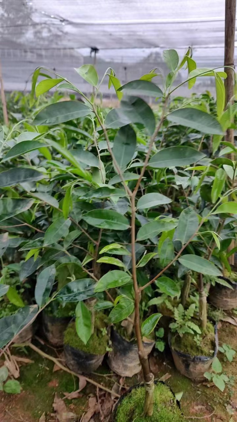 茂名精品沉香树苗，种类齐全，价格真实可实地考察