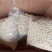 柠檬籽，柠檬种子，药材，安岳尤力克柠檬种子批发零1斤包邮