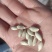 柠檬籽，柠檬种子，药材，安岳尤力克柠檬种子批发零1斤包邮