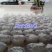 南美白对虾虾苗淡水虾苗一代快大虾苗养殖场直供技术指导