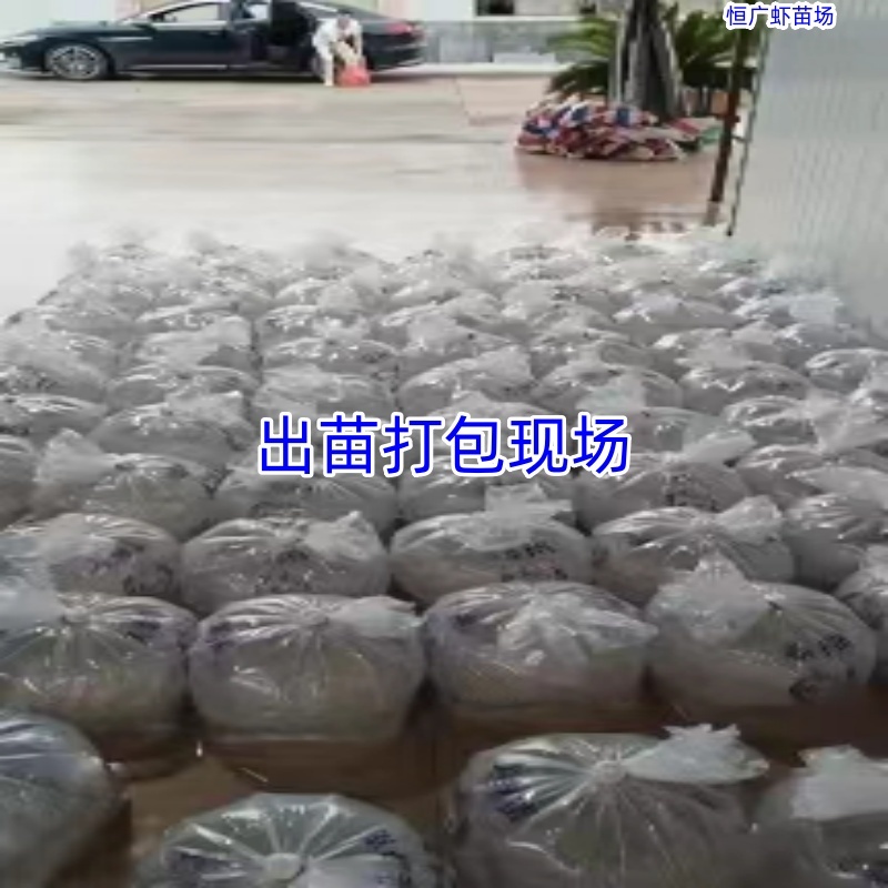南美白对虾虾苗淡水虾苗一代快大虾苗养殖场直供技术指导