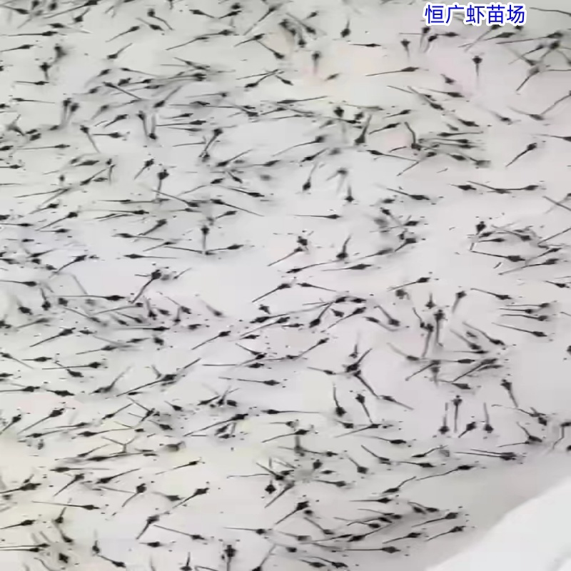 南美白对虾虾苗淡水虾苗一代快大虾苗养殖场直供技术指导