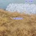 南美白对虾虾苗淡水虾苗一代快大虾苗养殖场直供技术指导