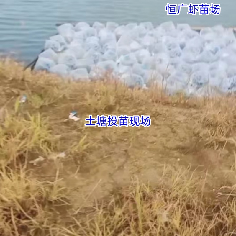 南美白对虾虾苗淡水虾苗一代快大虾苗养殖场直供技术指导
