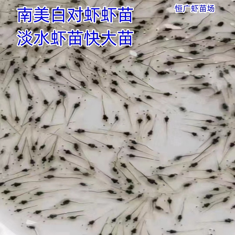 南美白对虾虾苗淡水虾苗一代快大虾苗养殖场直供技术指导
