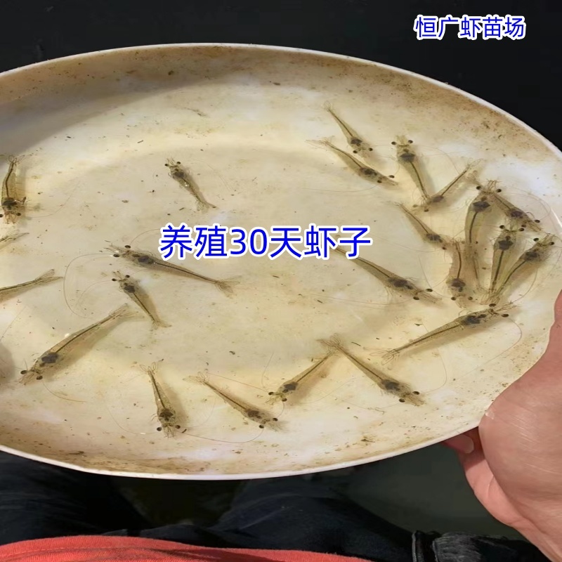 南美白对虾虾苗淡水虾苗一代快大虾苗养殖场直供技术指导