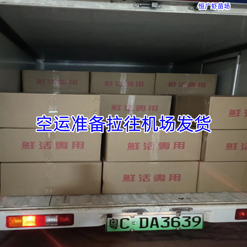 南美白对虾虾苗淡水虾苗一代快大虾苗养殖场直供技术指导