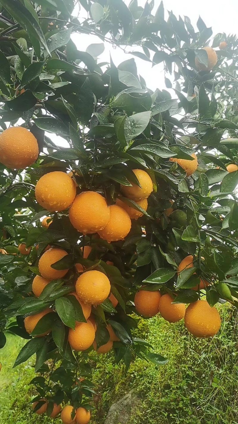 江永夏橙大量上市，农户家一手货源，欢迎各位老板来订购