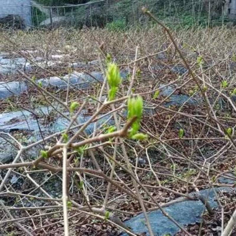 湖南湘西藤茶，自产自销批发零售