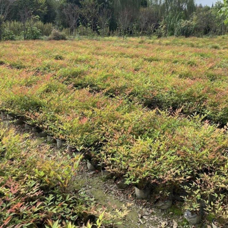 南天竹，杯苗，地苗高度20-100厘米植柱优美园林绿化