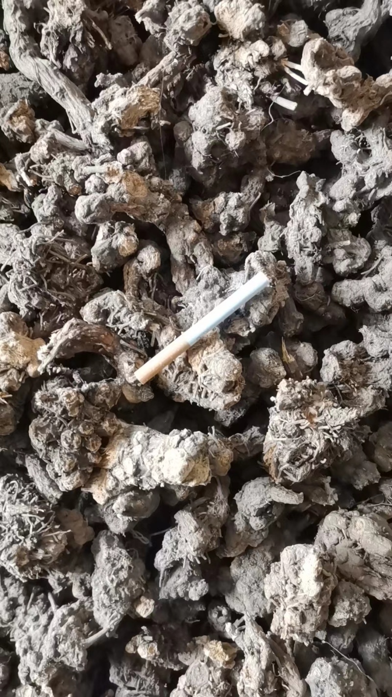 现货现发，家种，野生带珠砂点苍术