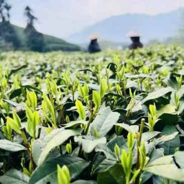【推荐】杭州西湖精品西湖龙井茶，千顷茶园，品质保证