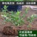 蓝莓苗，精品蓝莓苗，绿宝石，莱克西，薄雾，品种保证，包活