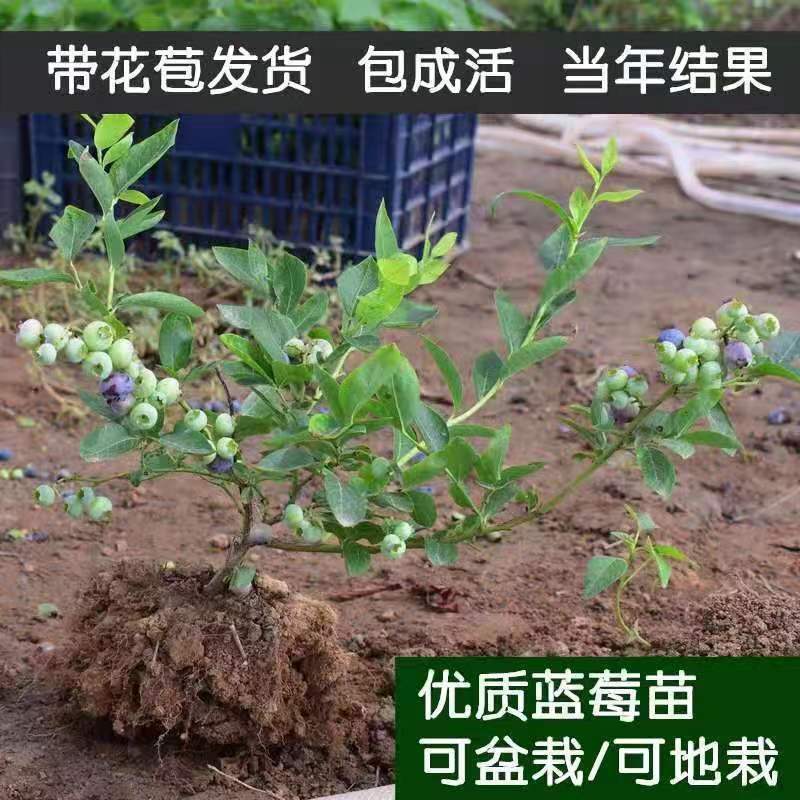 蓝莓苗，精品蓝莓苗，绿宝石，莱克西，薄雾，品种保证，包活