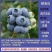 蓝莓苗，精品蓝莓苗，绿宝石，莱克西，薄雾，品种保证，包活