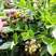 蓝莓苗，精品蓝莓苗，绿宝石，莱克西，薄雾，品种保证，包活