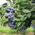 蓝莓苗，精品蓝莓苗，绿宝石，莱克西，薄雾，品种保证，包活