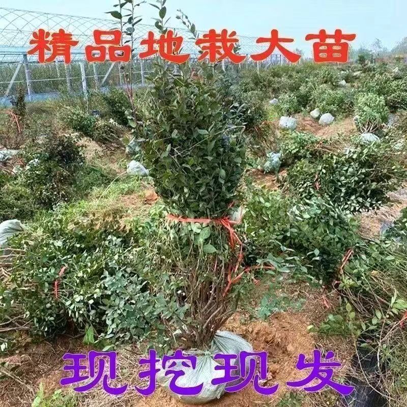蓝莓苗，精品蓝莓苗，绿宝石，莱克西，薄雾，品种保证，包活
