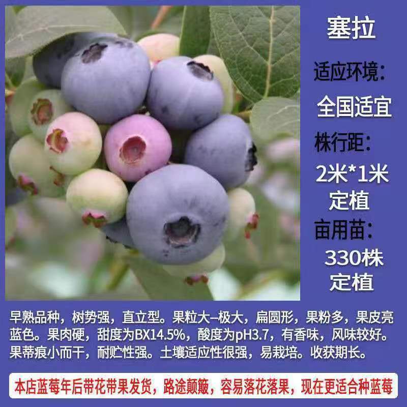 蓝莓苗，精品蓝莓苗，绿宝石，莱克西，薄雾，品种保证，包活