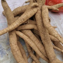 广西仿野生牛大力大量现货现挖新鲜牛大力